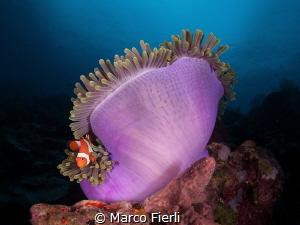 Magnificent Anemone and Clown fish 2 by Marco Fierli 
